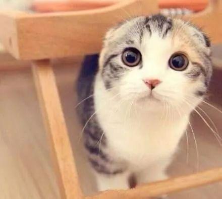 娱乐吃瓜君折耳猫坐姿,娱乐吃瓜君的萌态瞬间